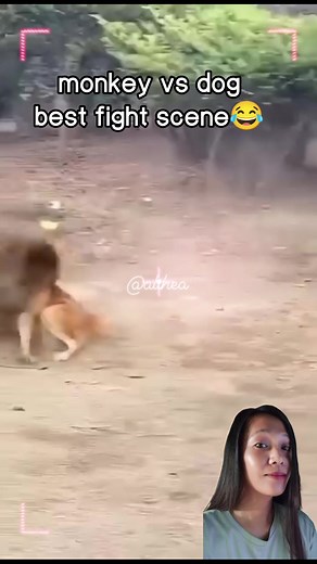 206K views · 2.1K reactions | monkey vs dog #funnyreelsvideo #funnyreels #funnyvideos #monkey #monkeylove #MonkeyLife #dog | Althea C. Candelario | Facebook