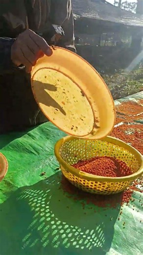 Drying Bee Pollen 🌼🐝 Before Selling to Customers #Shorts