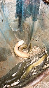 Lots Of Desi Fish Catching Video During Dry Season #fish #fishing #village #nature #bigfish #catfish | Local Fishing Videos