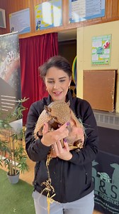 Bulldozer has been with us visiting some lovely Reception children in Bishopston Primary in the Gower. The six-banded armadillo (Euphractus sexcinctus), also known as the yellow armadillo, is an armadillo found in South America. The sole extant member of its genus, it was first described by Swedish zoologist Carl Linnaeus in 1758. The six-banded armadillo is typically between 40 and 50 centimeters (16 and 20 in) in head-and-body length, and weighs 3.2 to 6.5 kilograms (7.1 to 14.3 lb). The carap