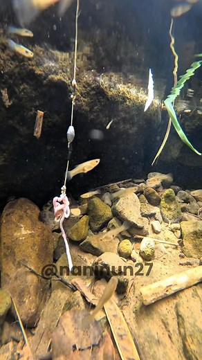 237K views · 1.4K reactions | ikan hias di air kaca | Nani Suhartini | Facebook