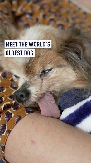 Meet the world’s oldest dog
