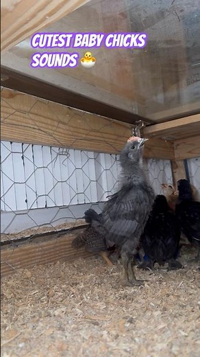 Adorable baby chicks sounds 🐣💛 Cutest Chirps Ever! #shorts #babychicks #farm #farmlife