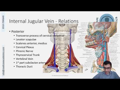 Veins of Head & Neck