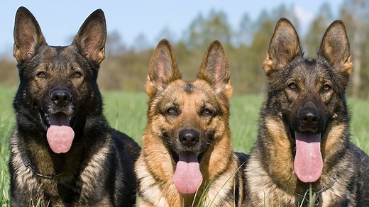 Trained Family Protection Dogs for Sale| Full Contact K9