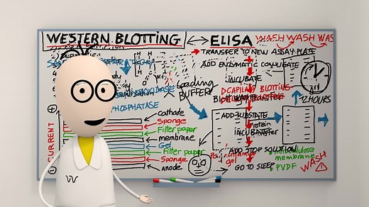 HTRF Anti-6His Gold mAb Tb-Conjugate, 1,000 Assay Points | Revvity