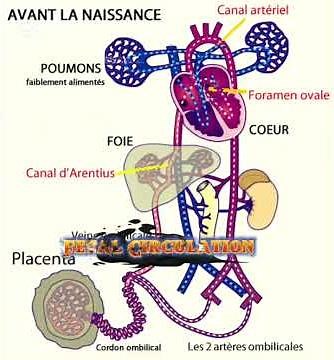 Fetal Circulation Explained | Animated Diagram for Nursing Students"#fetalcirculation#baby #fetal