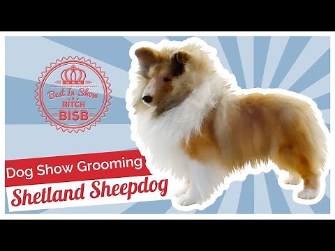 Dog Show Grooming: How to Groom a Shetland Sheepdog