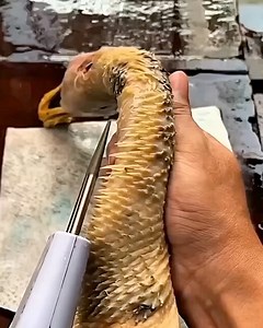 Electric feather plucking machine .. #OMG #amazingvideo #oddlysatisfying | Home Items