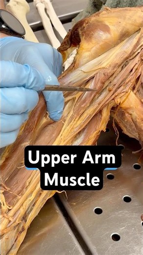 Coracobrachialis Muscle Anatomy and Function #muscleanatomy #scapula #medicalstudent