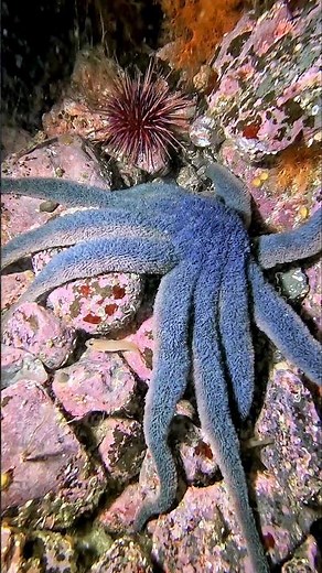 Starfish display the most amazing colors 💙 #scubadiving #starfish #nature #marinelife #diving #padi