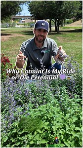 209K views · 2.8K reactions | My forever favorite perennial?  Catmint. It’s tough, blooms like crazy, smells amazing, and the pollinators love it. Low maintenance, high payoff. #smithsgardentown #catmintcraze #perennialpower #texasgardening #pollinatorplants | Smith's Gardentown | Facebook
