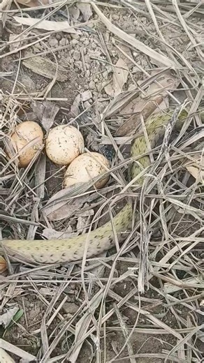 New discovery: This snake lays eggs larger than chicken eggs (175). #snake #NationalInstituteofBi...