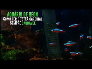 AQUÁRIO de Néon - Como ter TETRA Cardinal SEMPRE saudável?