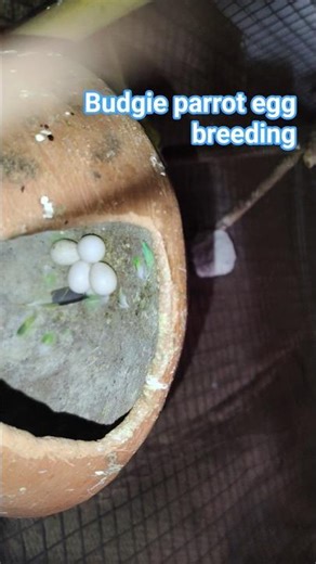 Budgie parrot Breeding cage Size 2x2 ka lo
