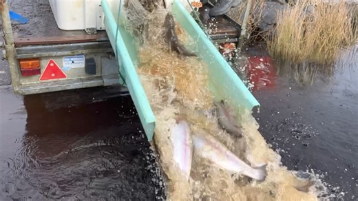 Good morning from Fontburn, here is a short clip of todays stock. Healthy, strong rainbows with a few blues. Good luck from the Ranger team. 🐟 | Fishing with Northumbrian Water