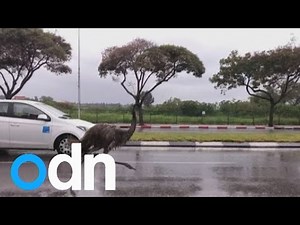 Runaway emu shocks drivers as it races vehicles in Tel Aviv