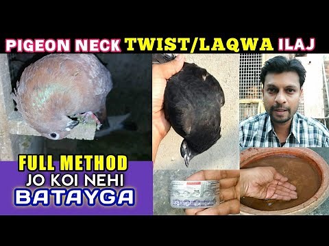 Pigeon Neck Twist / Paralysis Treatment | Kabutar Ka Laqwa Ka Ilaj