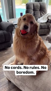 Moves on its own. Keeps your dog hyped. The Vibin’ Ball hits different. #PetHacks #VibinBall #DogToyUpgrade #PetMum #PetDad #DogLove #PetLove #PuppyLover | PetFrendo