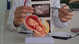 Doctor shows ultrasound images alongside a fetal model during a prenatal check-up session