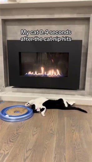 Catnip turned my cat into a wild animal #catsoftiktok #catnip #funny