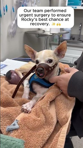 Rocky’s Urgent Surgery: Removing a Testicular Mass