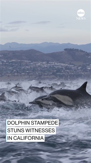 A mesmerizing "dolphin stampede" was captured on video off the coast of Dana Point in Southern California, with around 5,000 dolphins swimming through the water on top of each other, according to touring company Capt. Dave’s Whale Watching. https://abcnews.visitlink.me/9nkoQl | ABC News