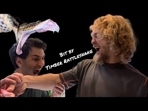 Timber Rattlesnake bite