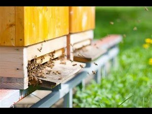 Practical Bee Colony Transfer: A Visual Guide to Moving a Bee Colony