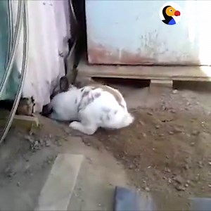 Just a bunny saving a cat 🏅 | The Dodo