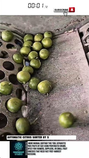 Automatic Citrus Sorter by Size – Fast & Simple!