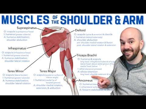 Muscles of the Shoulder & Upper Arm (Origins, Insertions, & Actions)