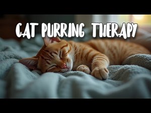 10 Hours of Gentle CAT PURRING – Sleep with Your Furry Companion