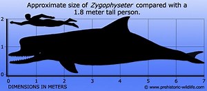 Zygophyseter - Alchetron, The Free Social Encyclopedia