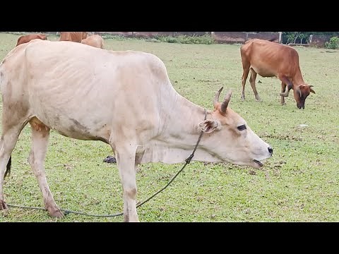 The Sound of a Cow Crying Because Her Calf is Being Sold