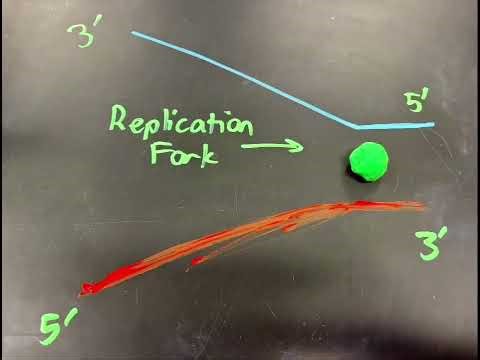 DNA Replication Stop Motion Video - Jayden Hoang