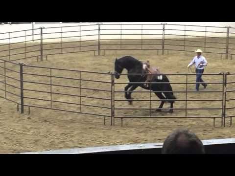 crow hopping Freisian.