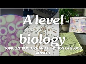 A level biology edexcel a SNAB: Topic 1: Structure and function of blood vessels