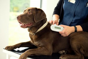 We've just launched the SureSense™ Microchip Reader. It's light weight, pocket-sized and features a large display. Ideal for veterinary and pet care professionals. Find out more: sureflap.com/en-gb/advice-news/news/sureflap-launches-handy-new-suresense-microchip-reader | Sure Petcare