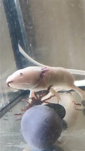 Axolotl insene feeding #axolotl #fish #memes #slipknot #meme #shorts #aquarium #animals #cute