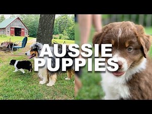 Australian Shepherd Puppies