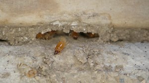 Premium stock video - A termite colony in the walls of a garage in a home shot on a super macro lens almost national geographic style