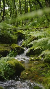 #shinrinyoku #forestbathing #fantasy #fairytale #forestlovers Sony FX3, Dulens APO, cinesoft subtle | Intenttobe