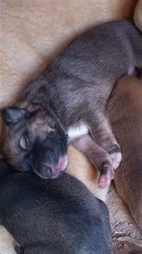 7 YouTube Puppies — Day 5 : Puppy Snores Like Baby🐶😴❤️