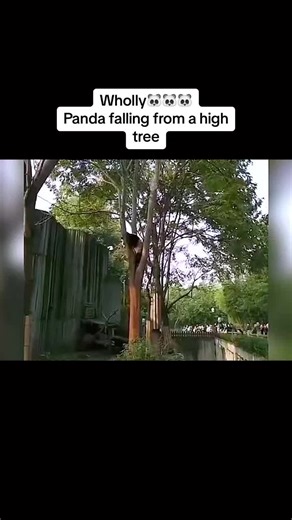 Panda falling from a high tree🐼🐼🐼🥹🥹🥹#pandatok #cute