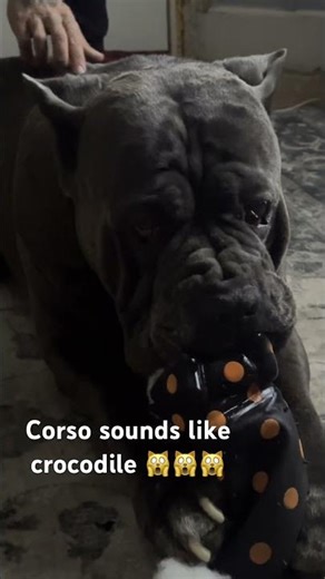 Corso growl sounds like crocodile😳😳