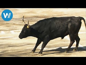 Arles - About Bullfighting in Provence (travel documentary in HD)
