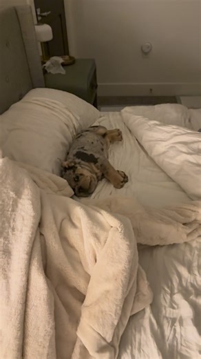 534K views · 30K reactions | Baby Bulldog zoomies gone overboard!!! 凉藍藍 #bulldoglife #zoomies #englishbulldog #hilarious #trendingvideo #puppylove | Utah Bulldog Life | Facebook