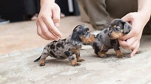 Teacup Dachshund Vs Miniature Dachshund - Tiny Wiener Dogs Compared!