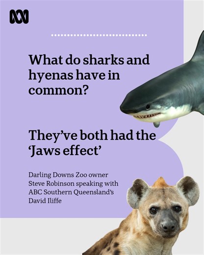 1.9K views · 19 reactions | The acclaimed horror movie 'Jaws' is celebrating its 50th anniversary. 麗 It wowed us with special effects, it scared us of the sea, and made us roll our eyes at some of its dialogue. But as David Iliffe and the Darling Downs Zoo's Steve Robinson explains, the 'Jaws effect' lives on.  LISTEN BELOW   Listen to ABC Southern Queensland live on 747AM or on the ABC listen app. | ABC Southern Queensland | Facebook